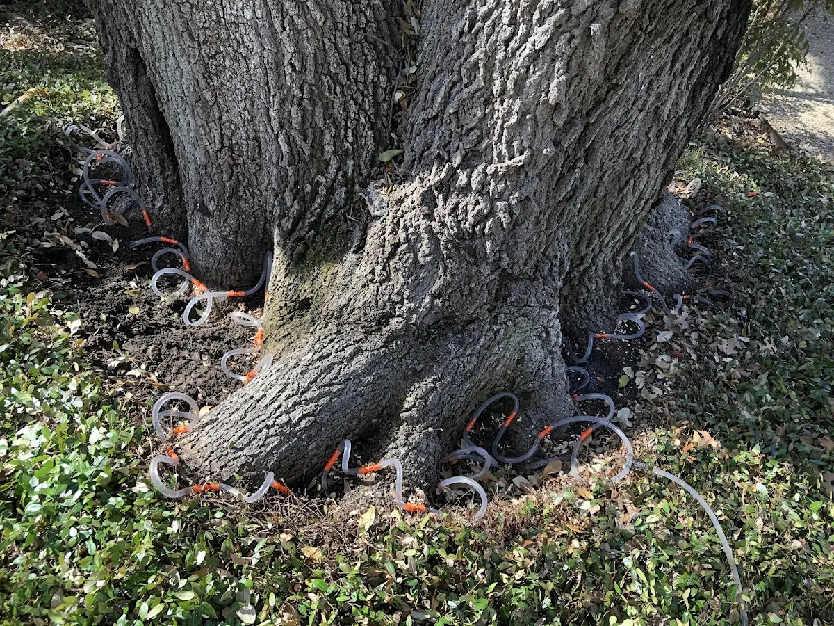 Detailed Tree Cabling and Bracing job site in Edna