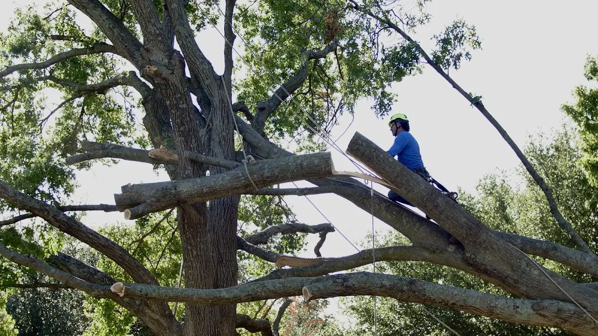 Professional Crown Thinning performed by certified arborists in Edna